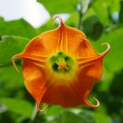 Trumpet Creeper