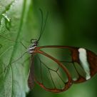 Glasswing Butterfly