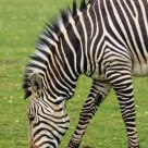 Portrait in stripes