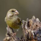greenfinch