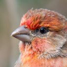 House Finch Portrait