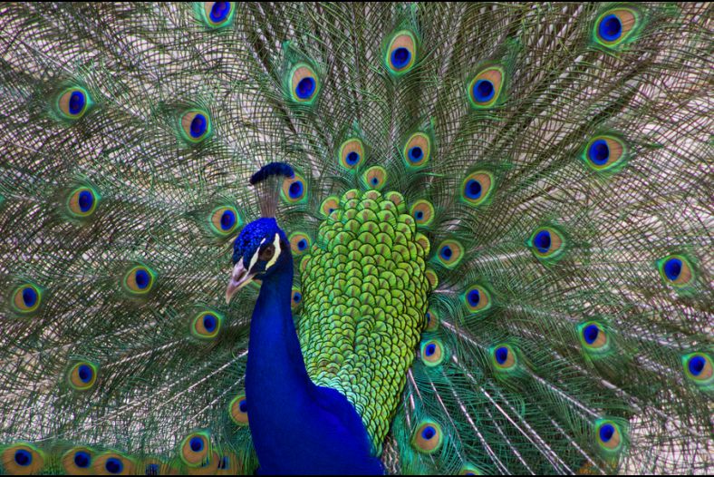 Peacock