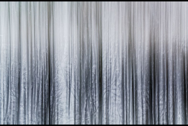 Ice Forest