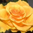The yellow beauty