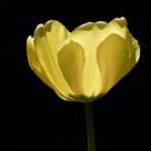 Backlit Tulip