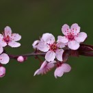Spring greetings