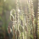 Sunny afternoon