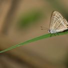 Long-tailed Blue