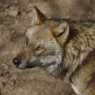 wulf