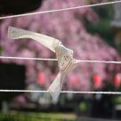 Wish paper