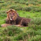 Wounded Lion