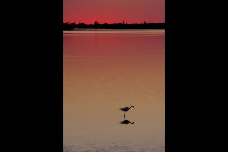 Egret fishing after sunset........