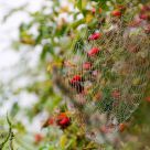 Delicate fragility