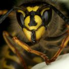 Wasp on Snowdrop