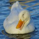 Smiling Duck