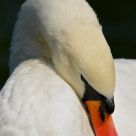Resting Swan