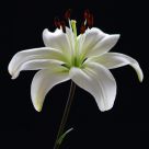 Lily (3)