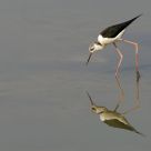 Black-winged Stilt