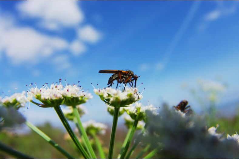 Mosca e o ceu (Fly and the sky)