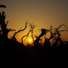 Populus at sunrise