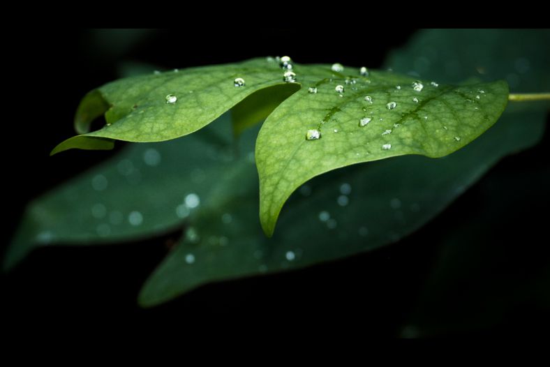 Rain on leaves