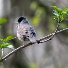 blackcap singing