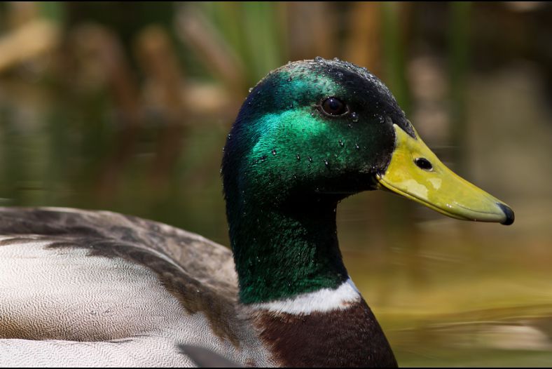 Handsome Drake