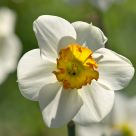 Narcissus