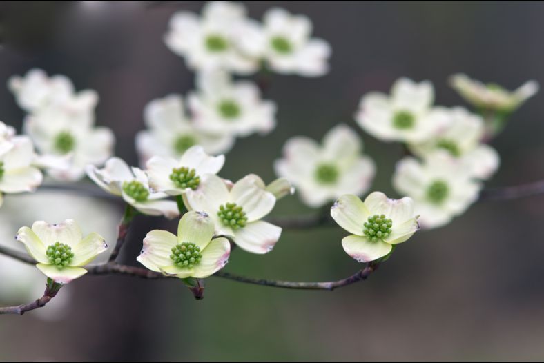 Cornus florida