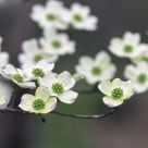 Cornus florida