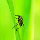 Mosca no verde (Fly in Green)