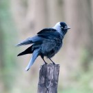 jackdaw