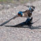 barn swallows