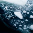 Leopard seal