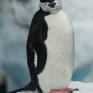 Chinstrap Penguin