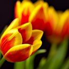 Spring Tulips