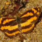 Nymphalidae