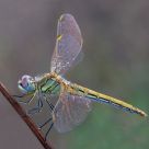 Libellula