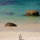 Lone Penguin