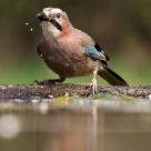 Garullus glandarius