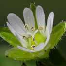 Stellaria Media