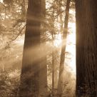 Giants Illuminated