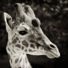 My Good Side