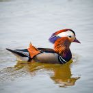 Mandarin duck