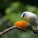 Hungry Bird