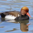 Red-crested Pochard