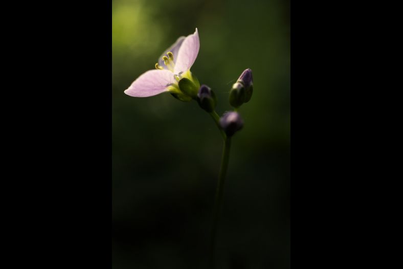 Cuckoo Flower