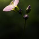 Cuckoo Flower