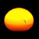 Sunset Flight