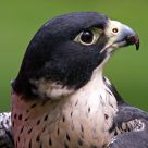 Peregrine Falcon